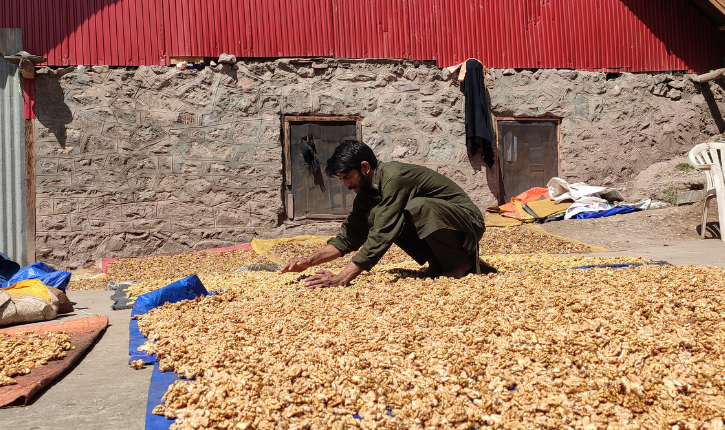 As India Increases Walnut Imports, Kashmir’s Historic Market Fears Closure