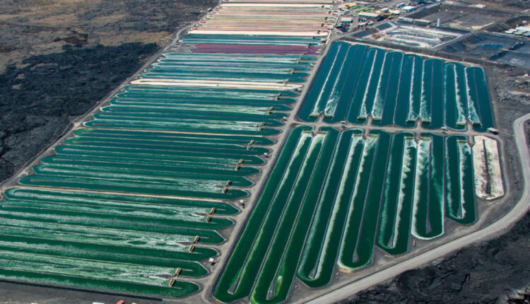 Paper lists algae’s health, environmental benefits