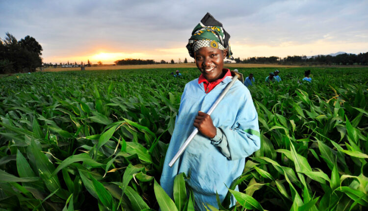 New India-Africa cooperation ushering in an era of sustainable agriculture for the continent