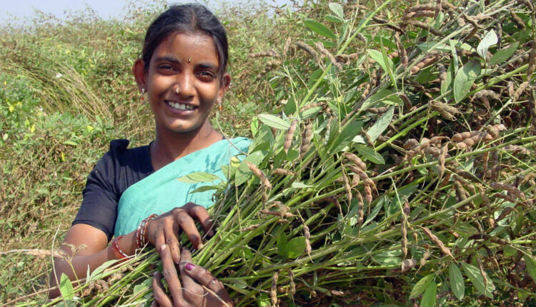 Pioneering Pigeonpea Project Unveiled in India