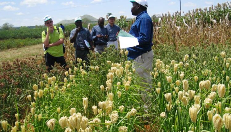 Finger Millet Genome Breakthrough to Help Safeguard Food Security.